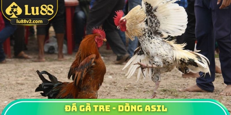 Đá gà tre - Dòng Asil