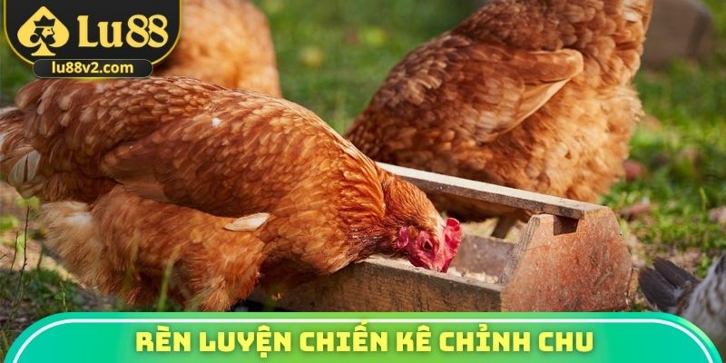 Rèn luyện chiến kê chỉnh chu